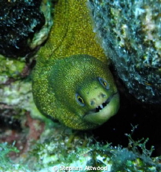 Baby Moray hiding in the coral by Stephan Attwood 